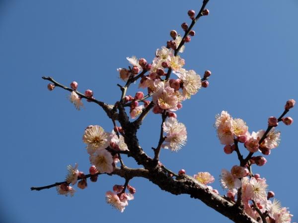 保久良神社の梅は綺麗に咲いていました。